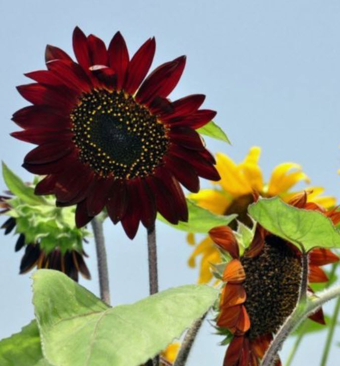 ทานตะวัน ดอกสีแดง (Sunflower red) / 30 เม็ด