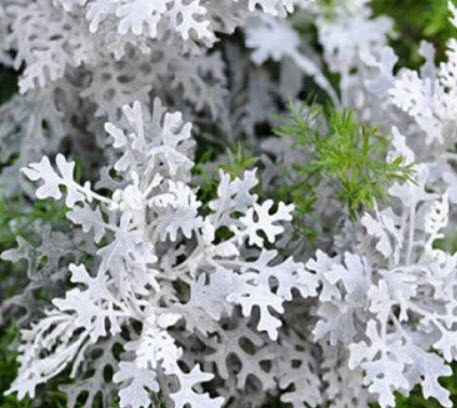 ละอองเงิน ซิลเวอร์ ดัสท์ (Dusty Miller - Silver Dust) / 100 เม็ด (Hungary)