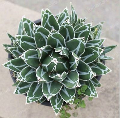 อะกาเว่ อเมริกานา (Agave Americana) คละ / 50 เม็ด