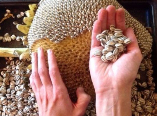 ทานตะวันยักษ์ แมมมอธ เกรย์ (Mammoth Grey) / 20 เม็ด (Greece)