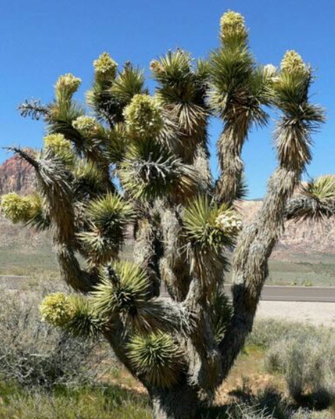 ปาล์มยุคก้า (Yucca Palm) / 5 เม็ด (Portugal)