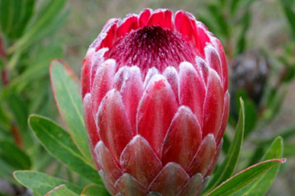 โพรเทียชมพู (Pink Protea Neriifolia) / 100 เม็ด (นอก)