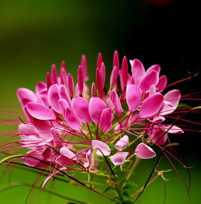 เสี้ยนฝรั่ง (Spider flower) คละ / ซอง 80 เม็ด (P2S)*