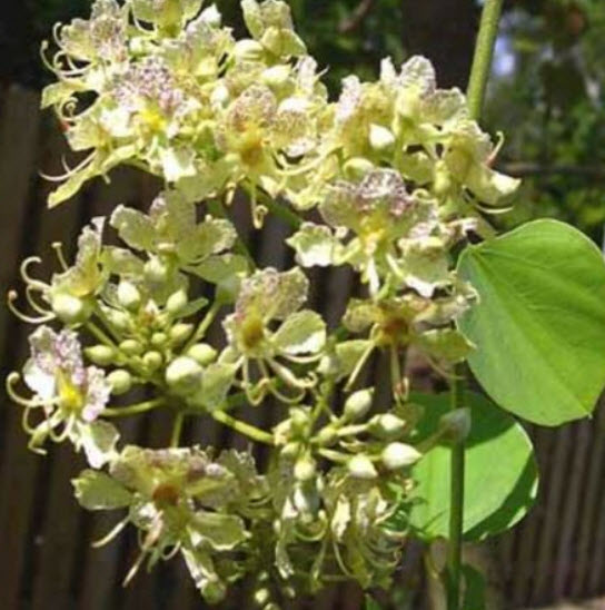 กล้วยไม้ต้น (Orchid Tree / B. Retusa) / 10 เม็ด (Italy)