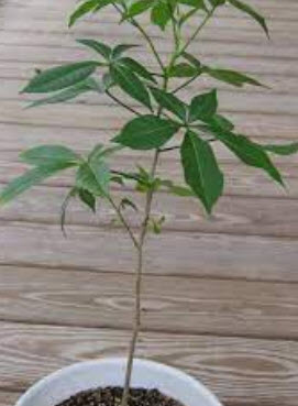 ต้นเบาบับแกรนด์ Baobab - Adansonia grandidieri ขนาด 40-50 ซ.ม.