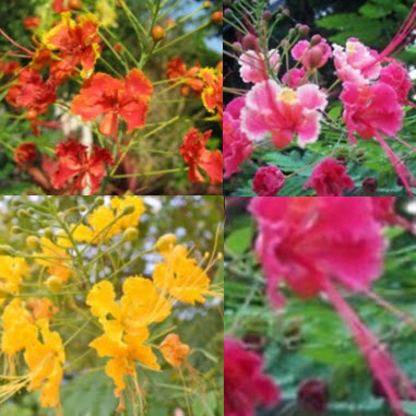 หางนกยูงไทย คละ 3 สี / 25 เม็ด