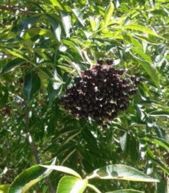 อัลเดอร์เบอรี (Elderberry) / 25 เม็ด (USA)