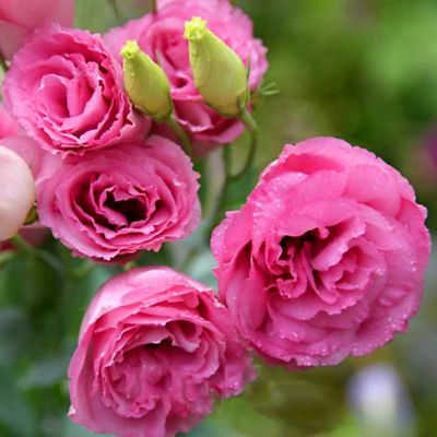 ไลซิแอนธัส (Lisianthus) คละ / 50 เม็ด