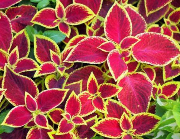 ฤาษีผสม (Coleus Giant Exhibition - Rustic Red) / 10 เม็ด (UK)
