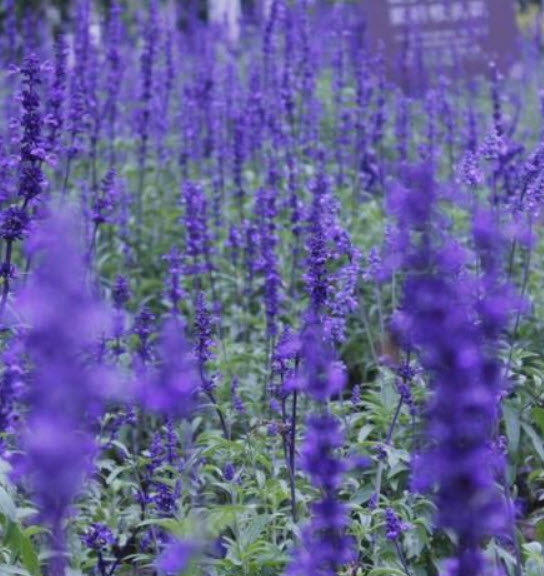 สไปค์ สปีดเวลล์ (Spike Speedwell) / 1,200 เม็ด (China)