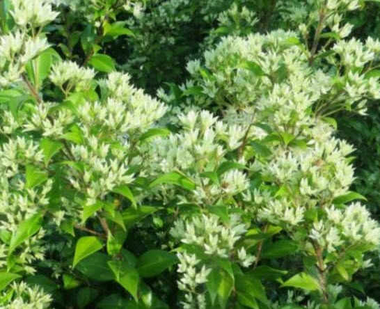 เพลิงภาณุ (Illawarra Flame Tree) / 5 เม็ด (Australia)