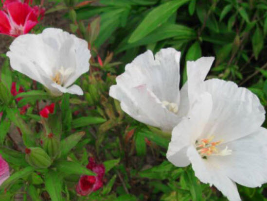 ก็อดดีเทีย (Godetia) สีขาว / 2,000 เม็ด (UK)