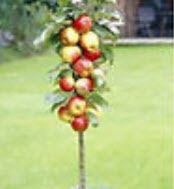 แอปเปิ้ลบอนไซ (Apple Bonsai) / 20 เม็ด