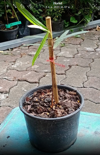 ต้นขวด bottle tree / Brachychiton Rupestris เพาะเมล็ด สูง 10-30 ซ.ม. กระถาง 6 นิ้ว