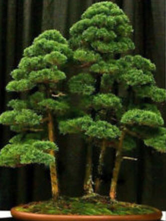 สนขาวญี่ปุ่น (Japanese White Pine) / 20 เม็ด