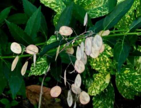 ซิลเวอร์ ดอลล่าร์ แพล้นท์ (Silver Dollar Plant) / 30 เม็ด (France)*