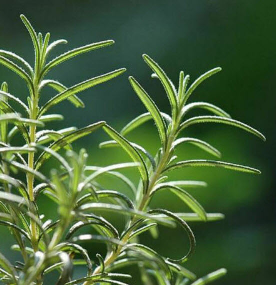 โรสแมรี่ (Rosemary) / 200 เม็ด (China)