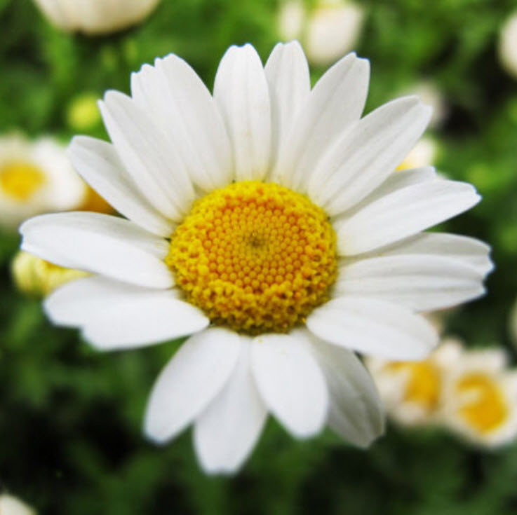 เดซี่ (white Daisy) สีขาว / ซอง 30 เม็ด (A048)