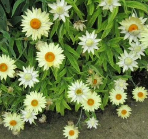 ดอกกระดาษ หรือสตรอ ฟลาวเวอร์ (Straw flower) ขาว / 900 เม็ด (UK)