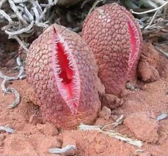 พืชกินแมลง โปเกมอน / 100 เม็ด (นอก)