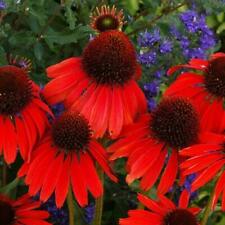เอ็กไคนาเซีย (Echinacea - Red Ruby) / 250 เม็ด