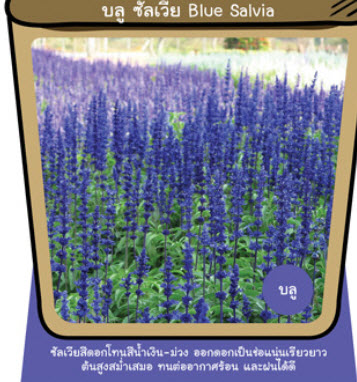 บลู ซัลเวีย (Blue Salvia) / ซอง 50 เม็ด