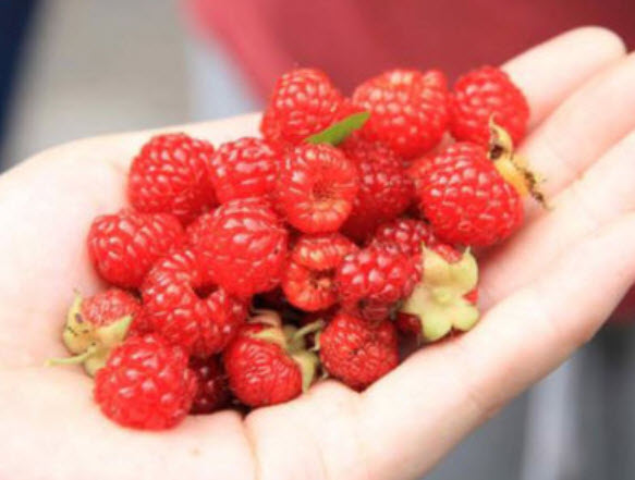 ราสเบอรี่ (Raspberry) สีแดง / 20 เม็ด (HO108)