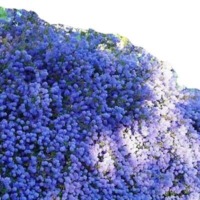 บลู เชียโนธัส (Blue Ceanothus) / 50 เม็ด (China)