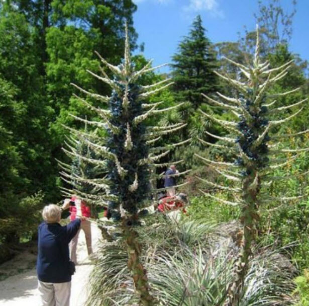 แซฟไฟร์ เทาเวอร์ (Sapphire Tower) / 10 เม็ด (Portugal)