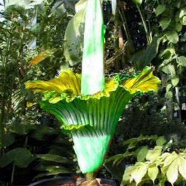 บุกยักษ์ หรือต้นซากศพ (Corpse flower) คละ / 40 เม็ด (Malaysia) หายาก
