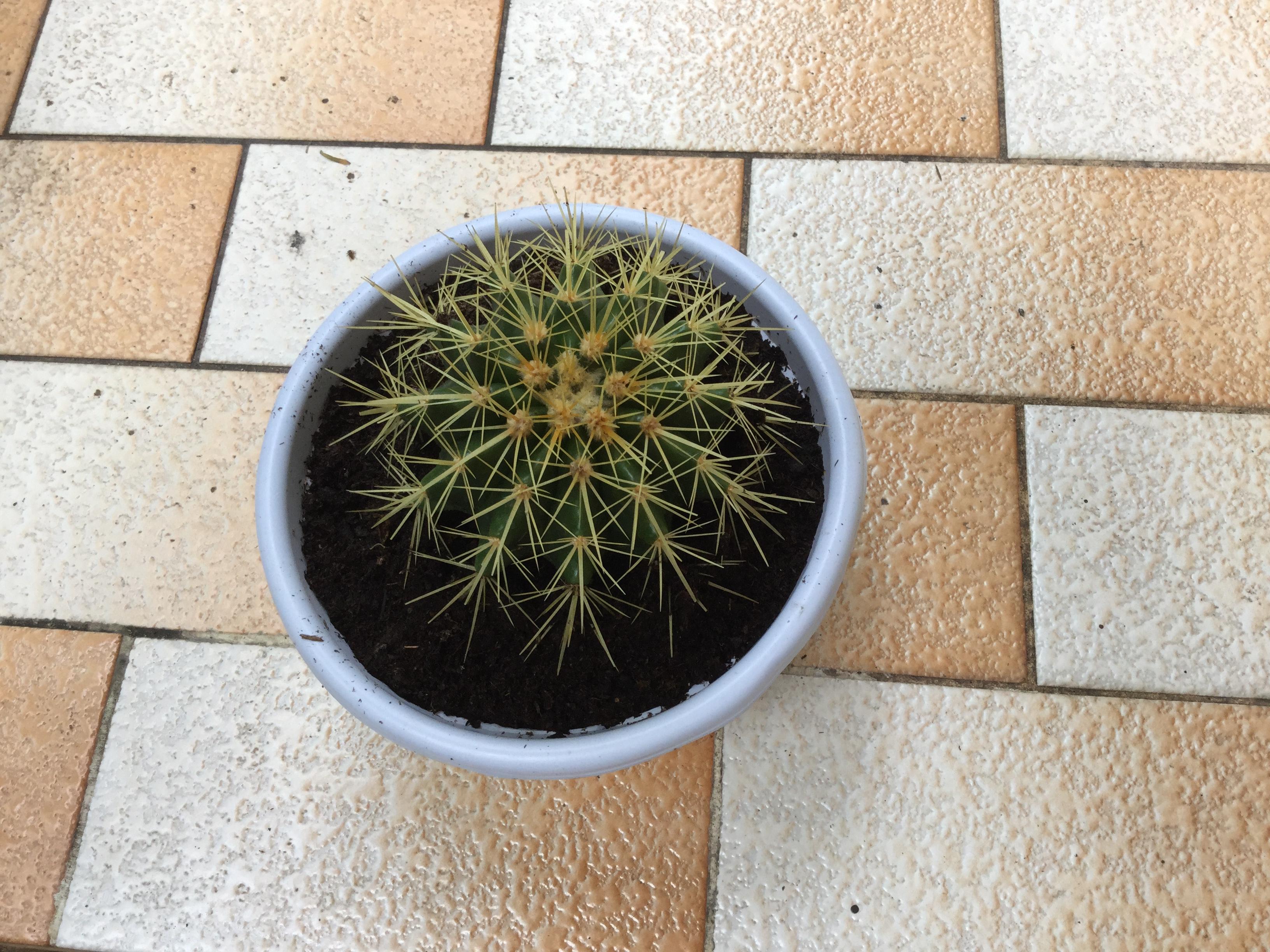 ต้นถังทอง (Golden Barrel Cactus) ขนาด 10-12 ซ.ม. / ต้น