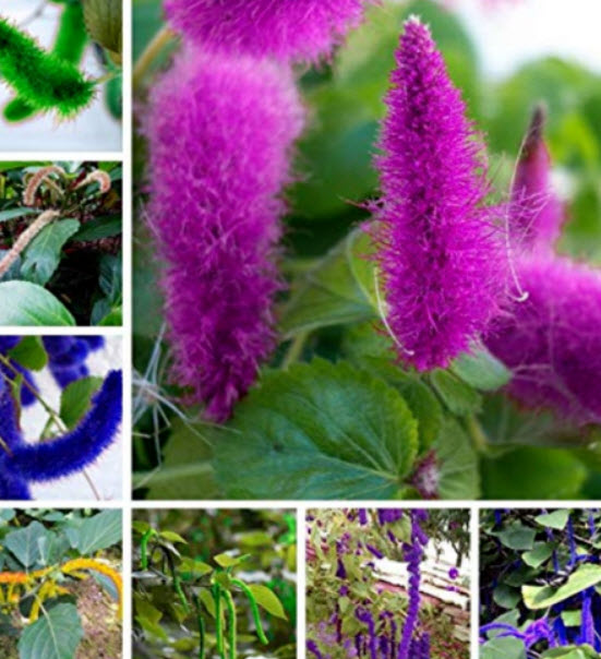 หางกระรอกแดง (Chenille plant) คละสี / 100 เม็ด