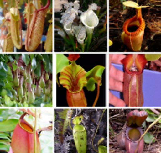 หม้อข้าวหม้อแกงลิง (Nepenthes) คละ (B) / 100 เม็ด
