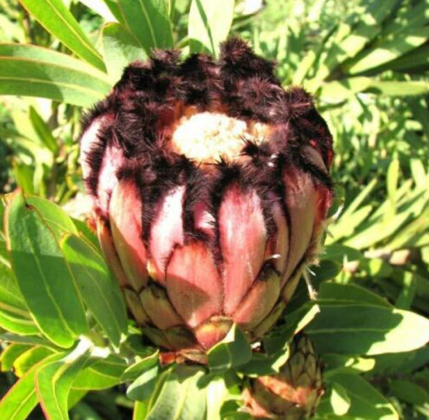 โพรเทีย Protea Neriifolia หรือ Oleanderleaf Protea / 2 เม็ด (UK)