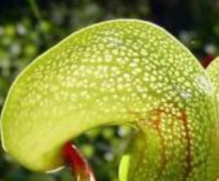 หัวงูเห่า (Cobra plants) / 20 เม็ด