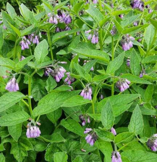 คอมเฟรย์ พืชสมุนไพร (Comfrey / Symphytum Officinale) / 25 เม็ด (UK)*