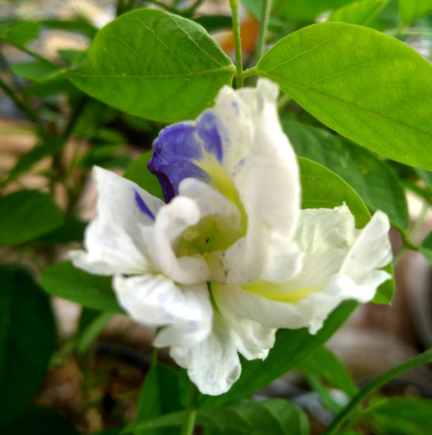 อัญชัน ดอกด่าง กลีบซ้อน / 5 เม็ด หายากมาก