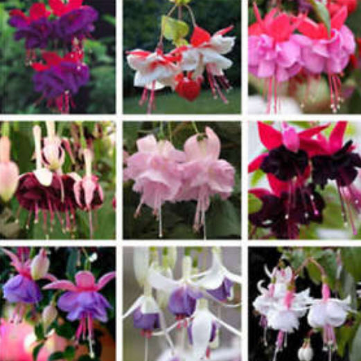 โคมญี่ปุ่น / ฟิวเซีย (Fuchsia) คละสี / 200 เม็ด