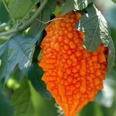 มะระหวาน (Sweet Balsam pear) / 10 เม็ด