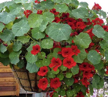 แนสเตอเตียม ทอม ธั้มบ์ (Nasturtium - Tom Thumb - Empress of India) / 120 เม็ด (UK)