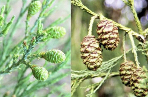สนยักษ์ซีคัวญ่า (Giant Sequoia Redwood / S. giganteum) / 20 เม็ด (USA)