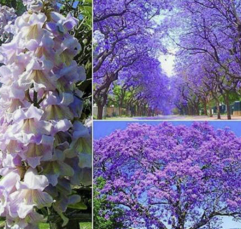 เพาโลเนีย (Paulownia tomentosa) / 10,000 เม็ด (Portugal)