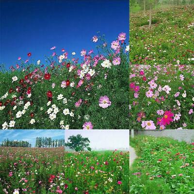 ดอกไม้ป่า (wildflowers) คละ / 100 เม็ด (นอก)