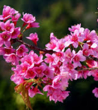 นางพญาเสือโคร่ง/ซากูระไทย (Wild Himalayan Cherry) / 10 เม็ด