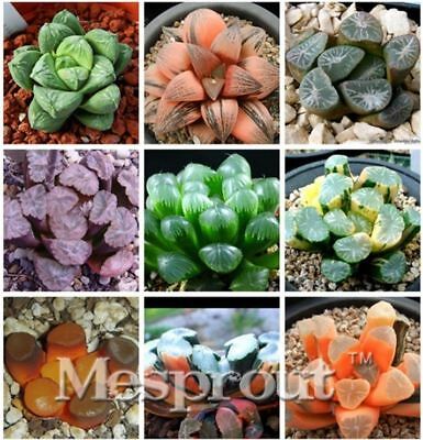 ฮาโวเทีย (Haworthia) คละ / 100 เม็ด (นอก)