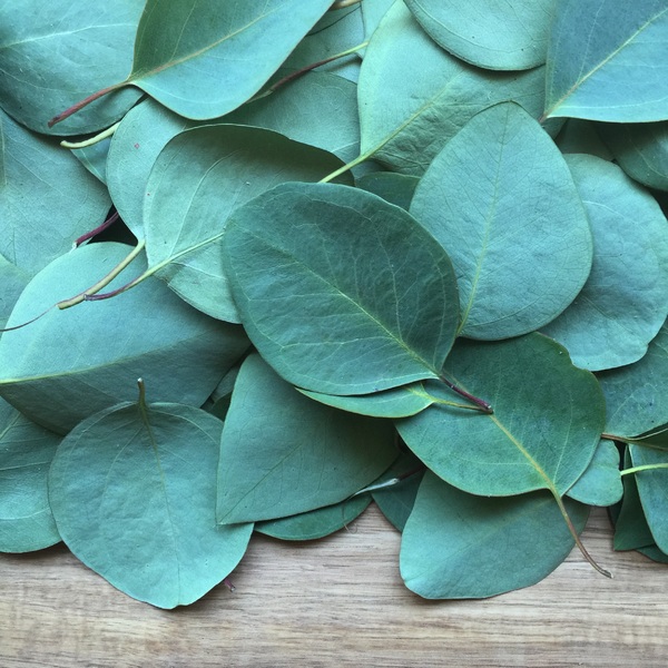 Eucalyptus Essential Oil