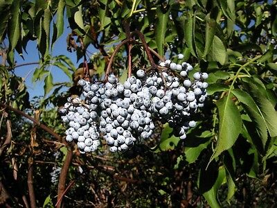 อัลเดอร์เบอรี่สีฟ้า (Blue Elderberry) / 25 เม็ด (USA)