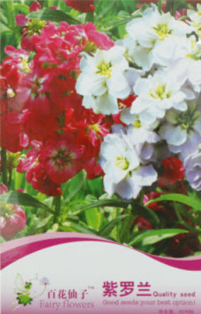 ไวโอเล็ต (Violet / Matthiola Incana) คละ / ซอง 30 เม็ด