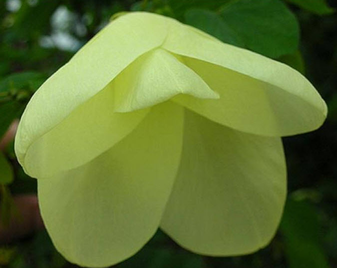 โยทะกา หรือชงโคเหลือง / 10 เม็ด