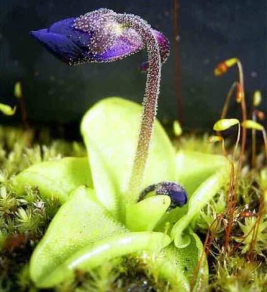 พิงกุย (Pinguicula) ดอกสีม่วง / 5 เม็ด (Spain)